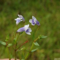 Lindernia hyssopioides (L.) Haines